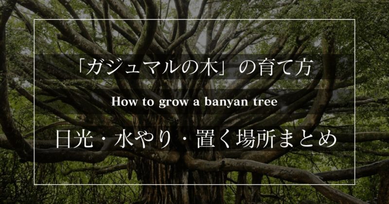 観葉植物 ガジュマルの木の育て方 水やり 置き場所まとめ 初心者向け 福岡に移住した駆け出しフリーランスのブログ